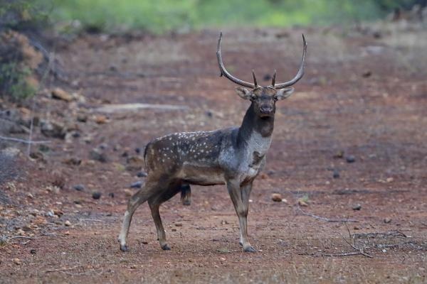 'Alageyik' Toros Dağları'nda görüntülendi