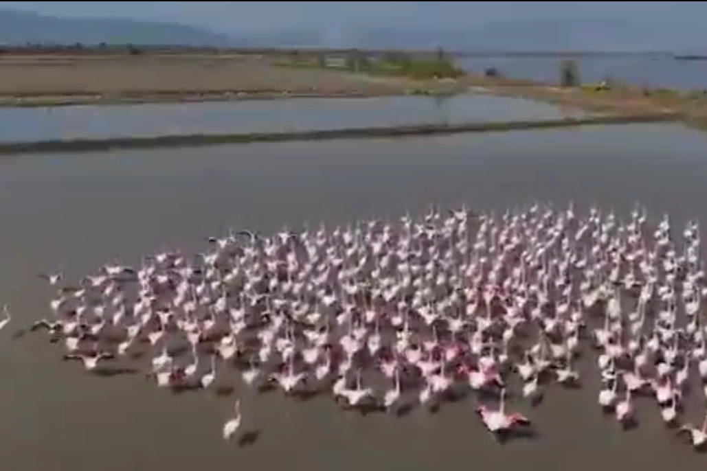 Aydın Söke'de flamingolar ve yaban kuşları için doğaya yardım