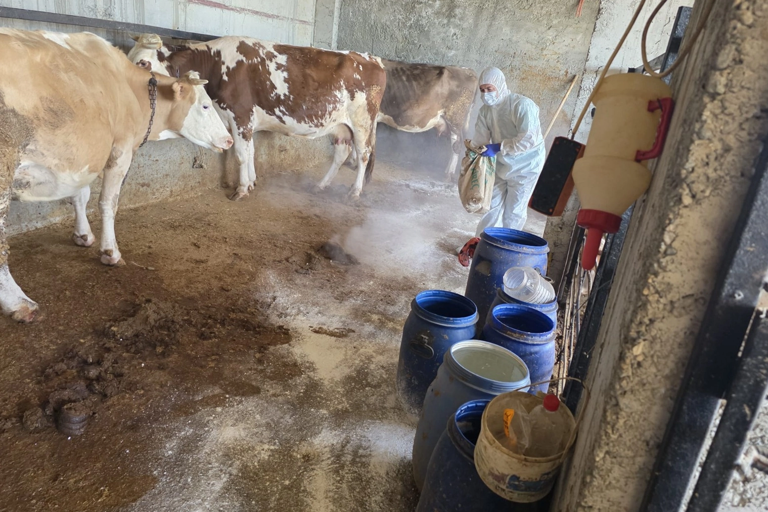Adıyaman'da zoonoz hastalıklara karşı aşılama sürüyor
