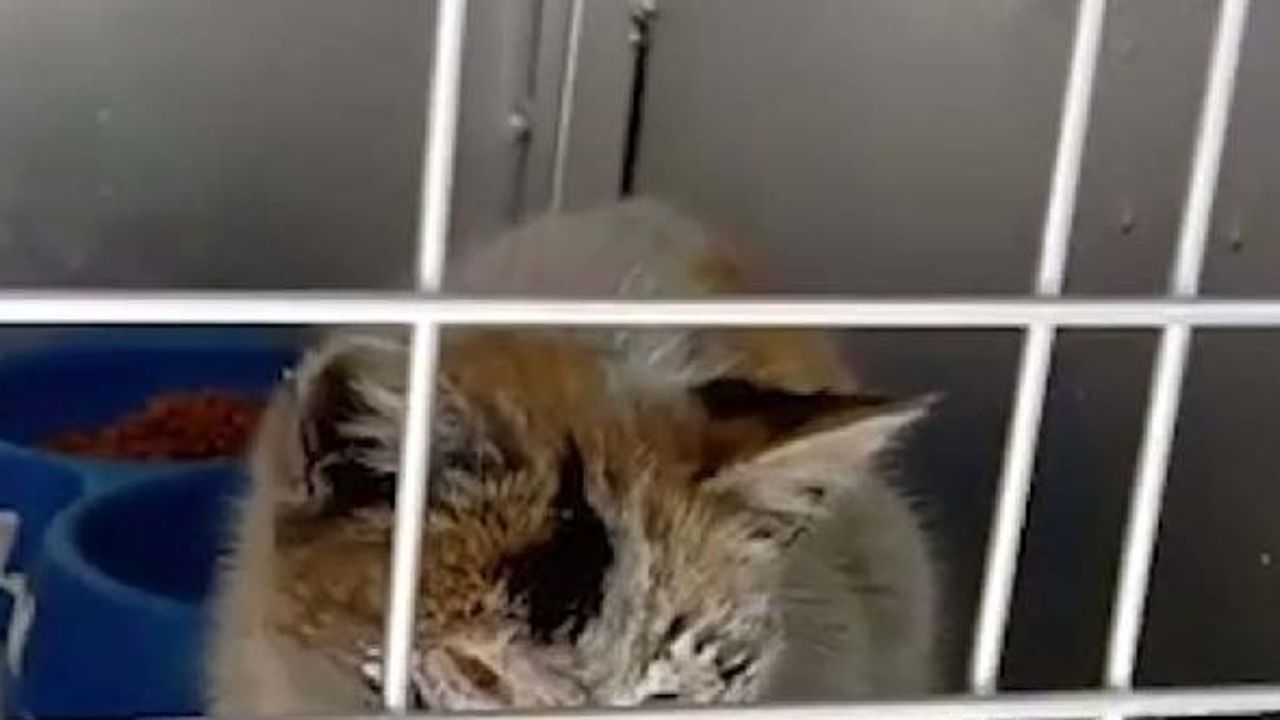 Enkazdan 12 gün sonra kurtarılan kedi tedaviye alındı