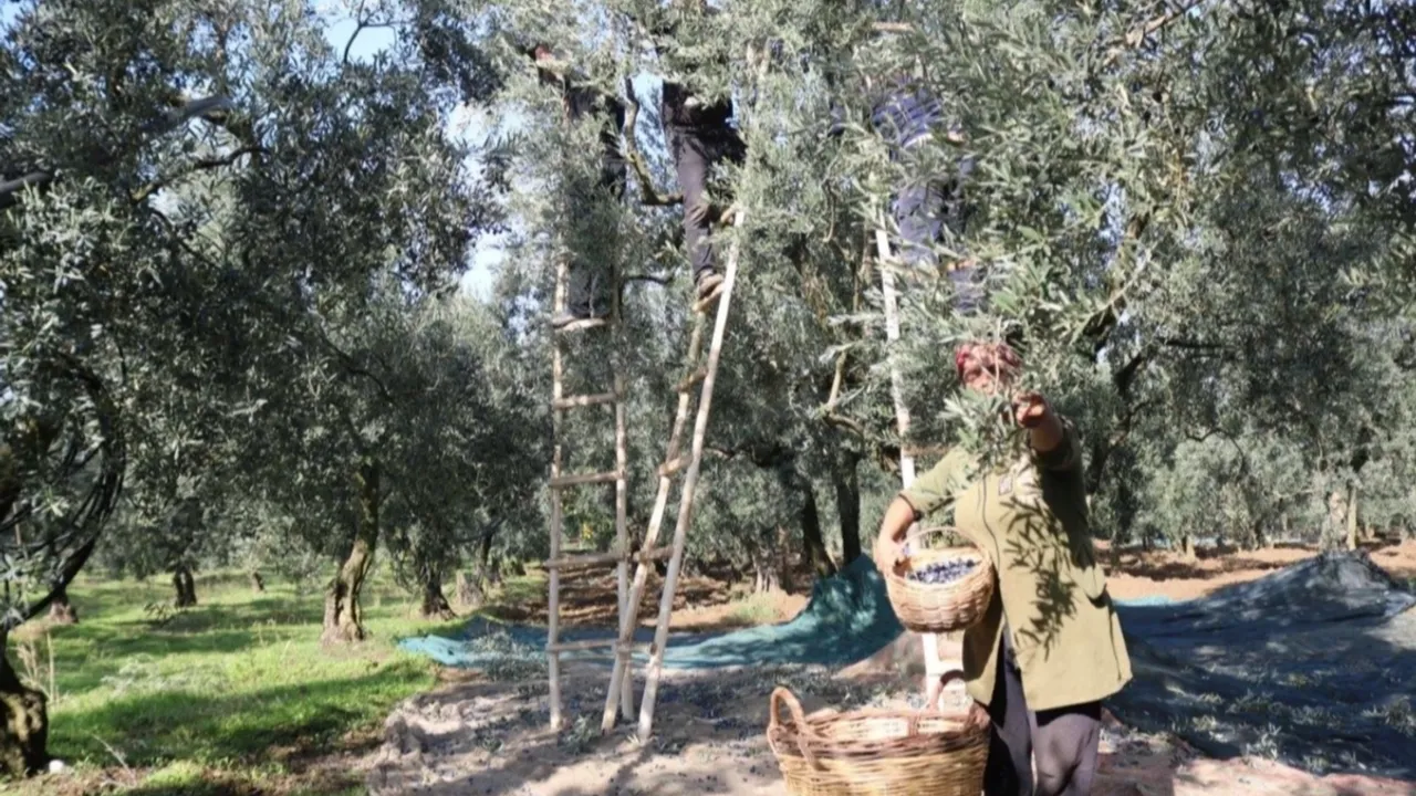 Marmarabirlik'ten üretici ortağa bayram öncesi müjde... Zeytinde fiyat farkları 30 Mayıs’ta ödenecek