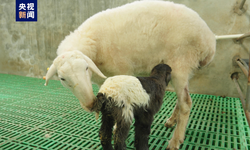 Klonlanmış ilk Tibet koyunlar dünyaya geldi
