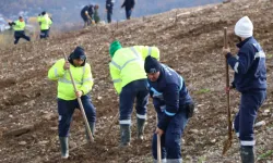 Kocaeli'de 4 bin ağaç toprakla buluşturuluyor