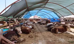 Büyükşehir kurban satış noktalarını ilaçlıyor