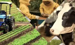 Çiftçiye 1,5 milyar TL destek hesaplarda