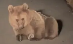 Yaralı bozayı Kars'ta tedavi altında