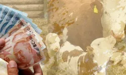 1,46 milyar TL tarımsal destek hesaplarda