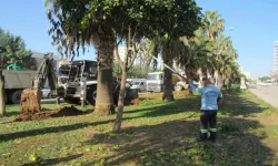 Adana Büyükşehir'den ağaç nakli