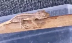 Burdur'da yasaklı yaban hayvanları ele geçirildi