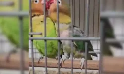 Çanakkale Biga'da belgesiz papağan operasyonu: 9 kuş yakalandı