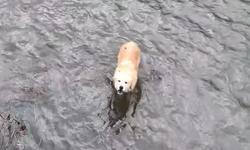 Vatandaşlar dereye düşen köpeği kurtardı!...