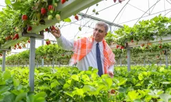 İzmir Büyükşehir'den çiftçiye 550 milyon TL'lik nefes