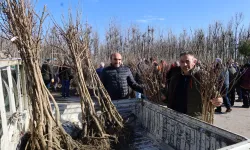 Kocaeli'de üreticilere yüzde 50 hibeli fidan...