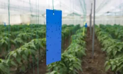 Mersin'de üreticilere sera ipi ve yapışkanlı tuzak desteği