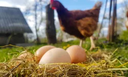 Tavuk Eti 247 bin tonu aştı! Yumurtada düşüş yaşandı