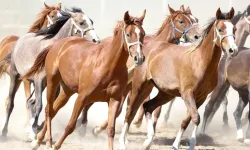 '100 milyon TL'lik tay kayıp' denilmişti... TİGEM'den açıklama geldi!