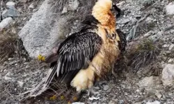 Artvin'de 'Sakallı Akbaba' yeniden doğaya salındı