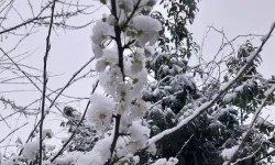 Erken çiçek açan erik ağacına beyaz örtü!