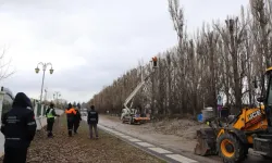 Ekolojik ömrünü tamamlayan kavaklar yerini çınarlara bırakıyor