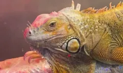 Samsun'da CITES operasyonu... 3 egzotik hayvana el konuldu