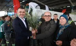 Üreticiye 84 bin sertifikalı zeytin fidanı