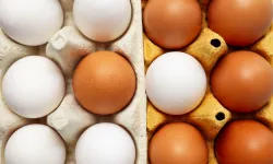 Yumurtanın limit artışı Resmi Gazete'de!