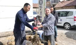 Kütahya'da yerel kiraz türleri toprakla buluşacak