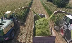 TİGEM'den bin 500 tonluk mısır silaj hizmeti ihalesi