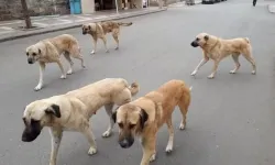 Yozgat'ta sahipli hayvanlara mikroçip zorunluluğu başladı
