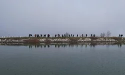 Bursa Nilüfer'de doğaseverler Mysia'nın izinde