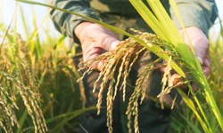Edirne'de Uluslararası Çeltik Çalıştayı başlıyor