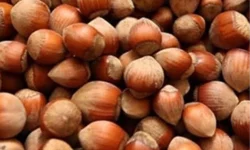 Fındık üreticisi zor durumda!