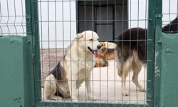 İstanbul Çekmeköy'de sokak hayvanları için dev doğal yaşam alanı açıldı