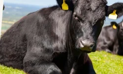 'Kırsalda Bereket'te 9. etap... Gebe düve dağıtımları başlıyor