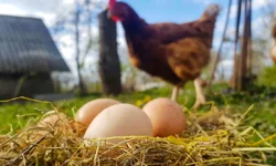 Tavuk eti ve yumurta üretiminde düşüş