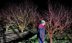 Zirai don alarmı! Ekipler sahada