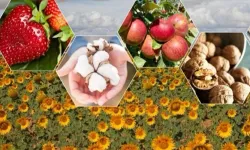 2026'da bitkisel üretimde büyük artış bekleniyor