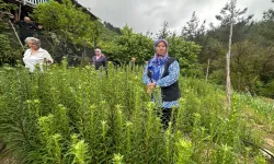 Adana'da 'Ak Zambak'la kadın üretimi ve istihdama katkı