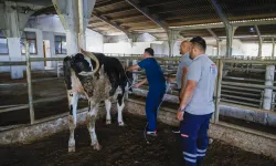 Antalya'da kurban yakalama timi göreve hazır