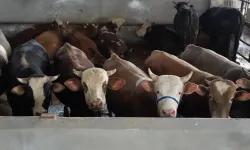 Bursa İnegöl'de kurban pazarı doldu taştı