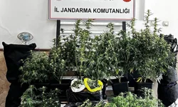 Bursa'da kilolarca esrar ve skunk ele geçirildi
