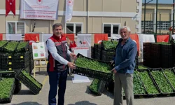 İstanbul Şile'de 146 bin fide dağıtıldı