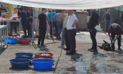 Maltepe'de kaçak kurban kesimine sıkı denetim