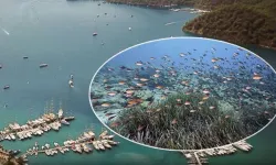 Mapa Şamandıra Sistemi ile denizler ve koylar koruma altında