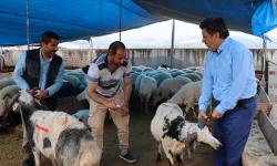 Modern Hayvan Pazarı'nda kurbanlık satışları devam ediyor