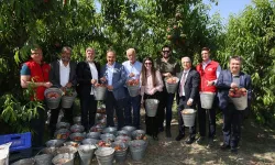 Şeftali ve nektarinde 250 milyon dolar ihracat hedefi