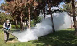 Belediyeden haşereye karşı seferberlik
