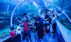 Körfez Aqua Kıtalar Akvaryumu'na yoğun ilgi