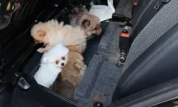 Kapıkule'de araçta gizlenen 5 yavru köpek ele geçirildi