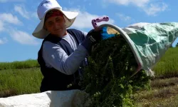 Kocaeli'de TABİP projesiyle kekik hasadı başladı